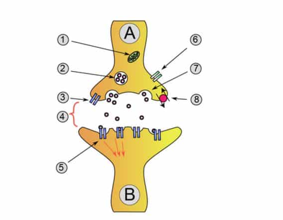 découvrez l'impact de l'effondrement de synapse sur 100 000 américains. analyse des causes, des conséquences et des témoignages sur cette crise affectant la santé mentale et physique dans le pays.